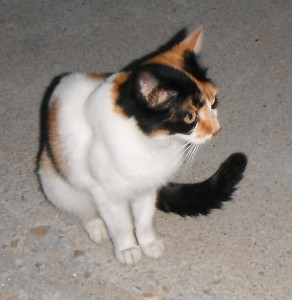 2015-10-19 18h22   petit chat  du Porto di San  Foca Italie Adriatique